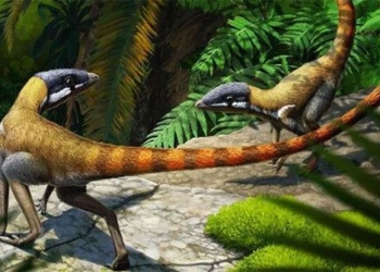 scleromochlus taylori a smaller relative of triassic pterosaurs 123464