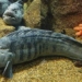 sea monster friendly to humans 123188