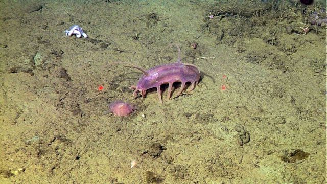 Sea pigs are bottom-dwelling creatures with skin resembling that of a pig.