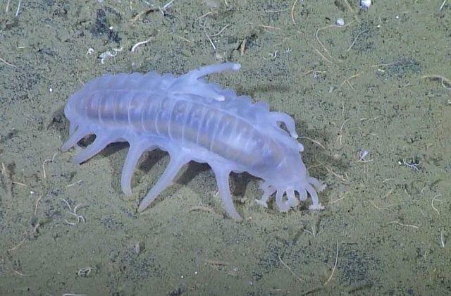 Sea pigs absorb food by filtering organisms from the mud
