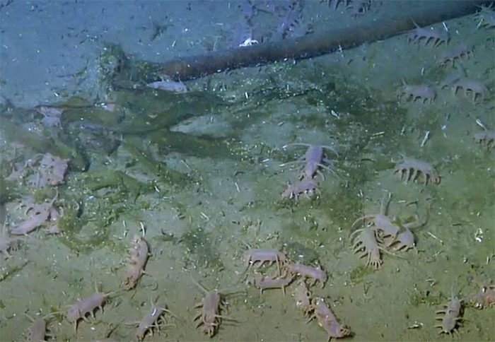 sea pig 5