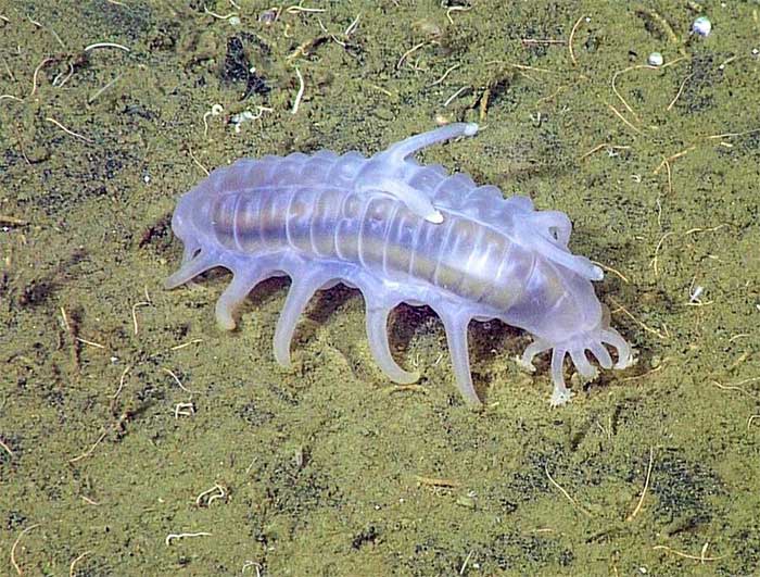 Scotoplanes live in the deep ocean, especially in the Atlantic