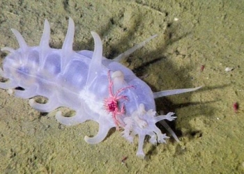 sea pig one of the strangest animal species under the sea 118172