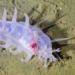 sea pig one of the strangest animal species under the sea 118172