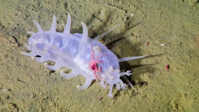 Scientists say sea pigs are about 15cm long