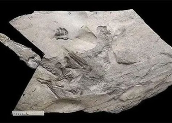 sea stone became a monster 170 million years old like new died yesterday 119041