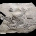 sea stone became a monster 170 million years old like new died yesterday 119041