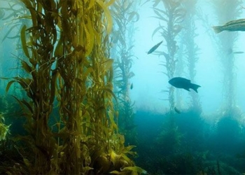 sea water rises causing degradation of mangrove forests 124673