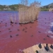 sea water volleyball turns red around super volcano 120015