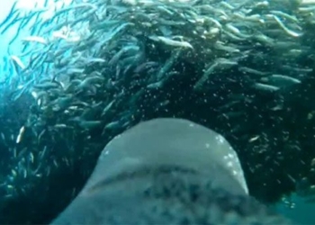 selfie video bird sparrow dives into new fish 118505