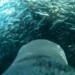 selfie video bird sparrow dives into new fish 118505