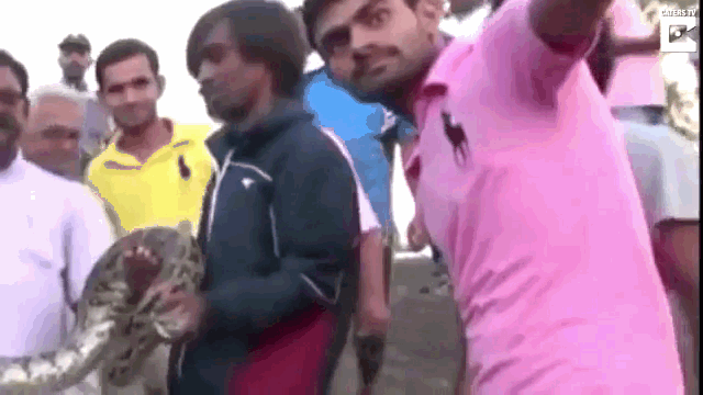 The snake suddenly lunged from the hands of a forestry worker and struck the young man in the chest.