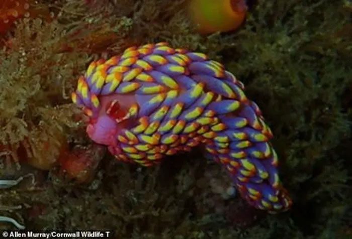 Babakina anadoni sea slug.