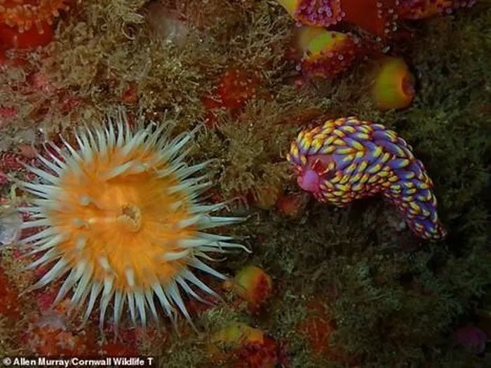 Their diet mainly consists of small creatures related to corals and jellyfish.