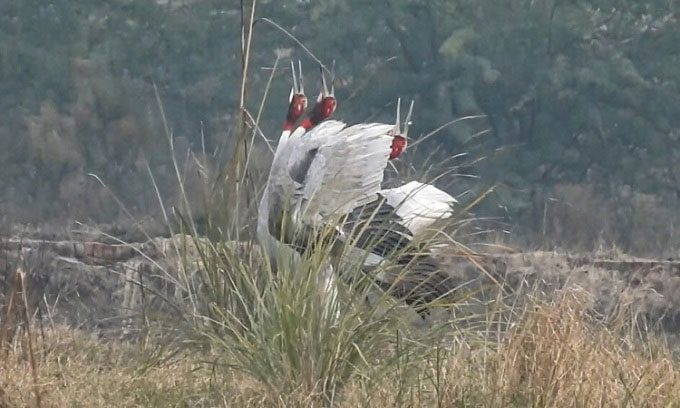  A trio of Sarus Cranes singing together. 