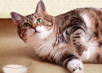 should you let your cat drink cow milk 123568
