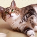 should you let your cat drink cow milk 123568