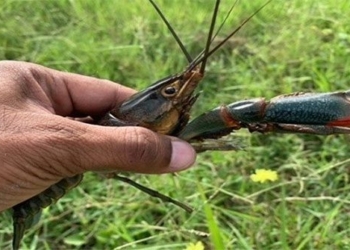 shrimp attack harms threatens texas causing many experts to worry 122429