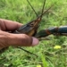 shrimp attack harms threatens texas causing many experts to worry 122429