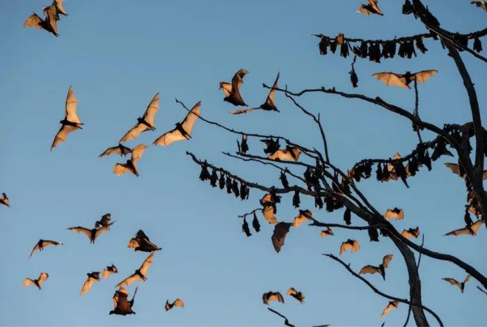 There are over 1,400 species of bats living around the world