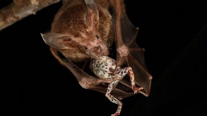 Echolocation helps bats hunt in the dark.