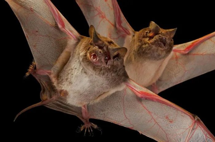 Bats are the longest-living mammals relative to their body size.