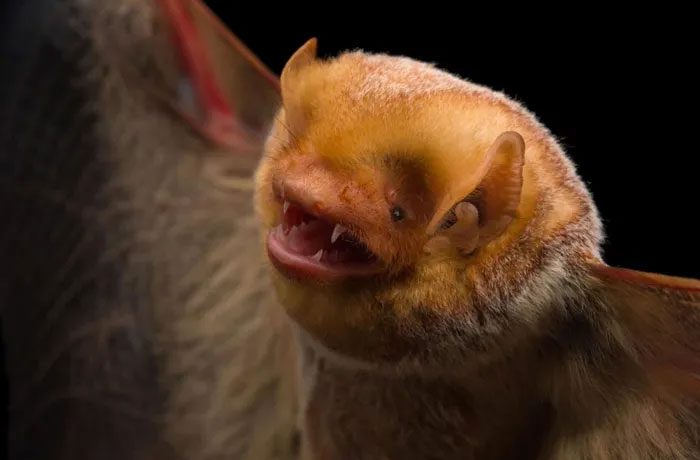 Bats can be infected with deadly viruses, including rabies and Ebola, without falling ill.
