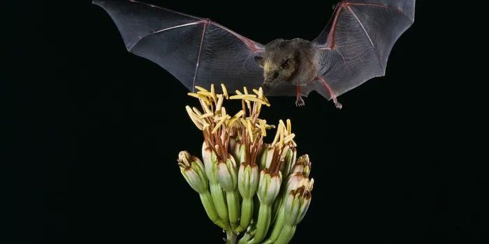 Research on bats could be the "key" to helping humans coexist with viruses without falling ill.