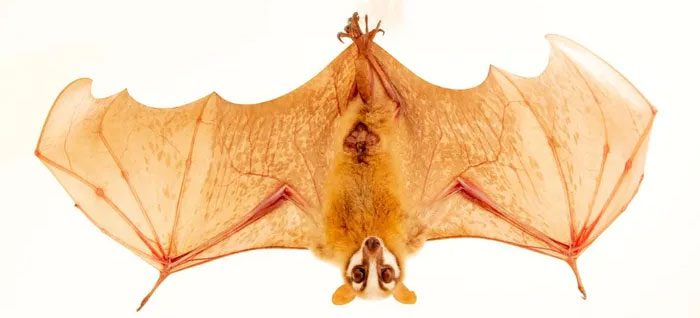 Each night, bats can eat an amount of insects equal to or greater than their body weight.
