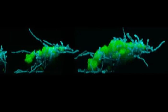 Microscopic image of the newly discovered "superorganism"