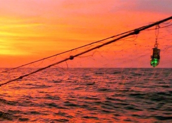 simple initiative can save many marine organisms accidentally caught in nets 118661
