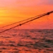 simple initiative can save many marine organisms accidentally caught in nets 118661