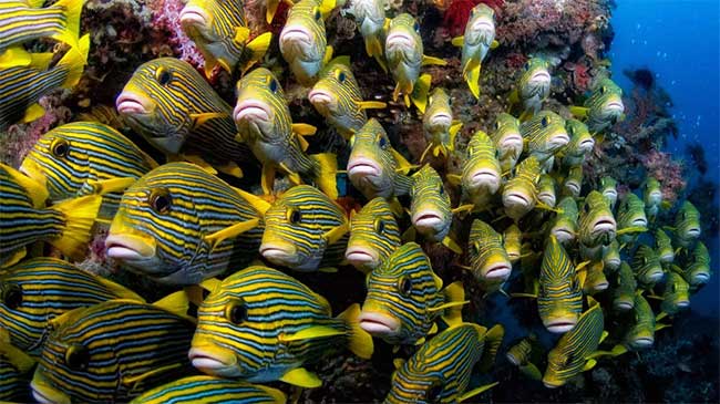Raja Ampat is home to over 1,600 species of fish