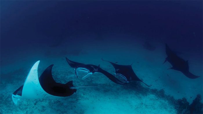 sinh vat bien o Raja Ampat 2