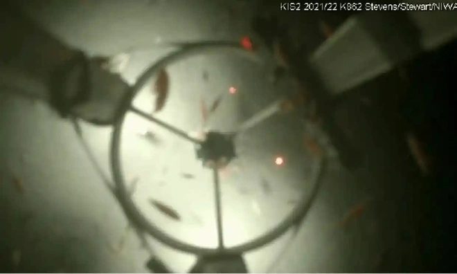 Crustacean-like creatures discovered in the river beneath the Ross Ice Shelf