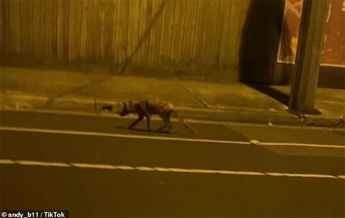 The creature believed to be a Tasmanian tiger with almost identical physical characteristics.
