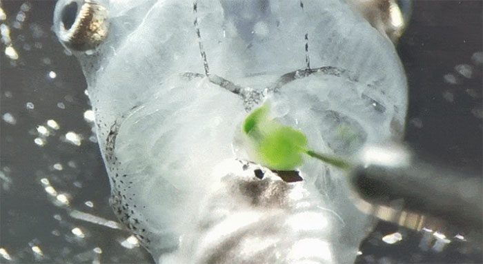 Scientists inject a special type of algae into the body of a tadpole.
