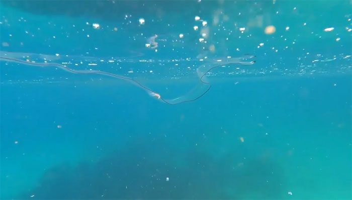 The creature resembles a ghostly eel with a transparent body.