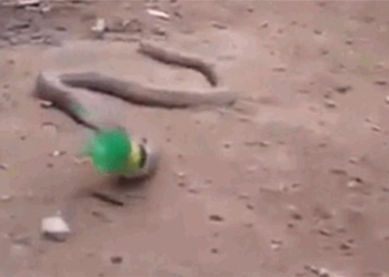 slimy plastic worms are food for sleeping snakes may kill themselves 118552