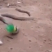 slimy plastic worms are food for sleeping snakes may kill themselves 118552