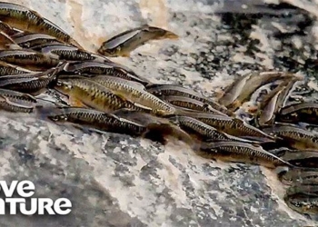 small fish jumping over waterfall with mouth 123699