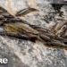 small fish jumping over waterfall with mouth 123699