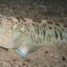 small fish species with the most unique venom in the coastal area of england 122069