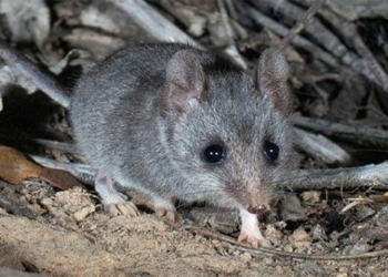 small kangaroo pocket mouse risk of extinction 121303
