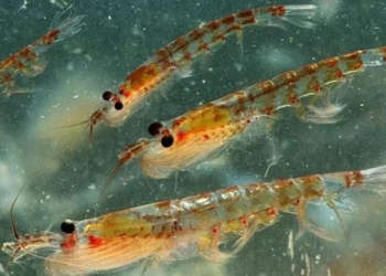 small shrimp species have big impacts on global climate 124350