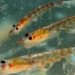 small shrimp species have big impacts on global climate 124350