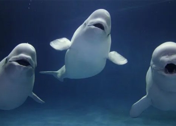 smart and cute beluga whale has a unique ability that makes people shiver 121813