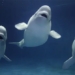 smart and cute beluga whale has a unique ability that makes people shiver 121813