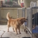 smart dog video use mouth unlock rescue bell 120210