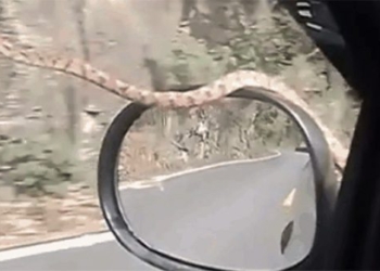 snake appears on car windshield scares driver 121914